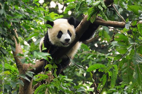 Giant Panda Climbing Tree Stock Photo Adobe Stock