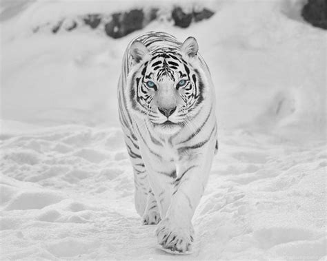 #tiger #black and white #black and white tiger #pretty #nature #mother nature #nature lover #animal #animals #jungle #animal lover #blue eyes #gfx #photoshopped #edited #sick #awesome #dope #swag #cool. Animal Wallpaper: Black And White Tiger Wallpapers Iphone ...
