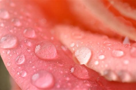 Rose Petals Macro With Water Drops Stock Photo Image Of Backgrounds