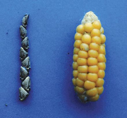 Prehistoric Gm Corn Science