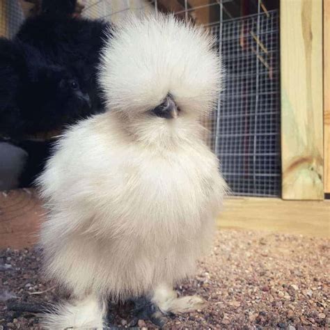 7 Stunning Show Chicken Breeds With Pictures