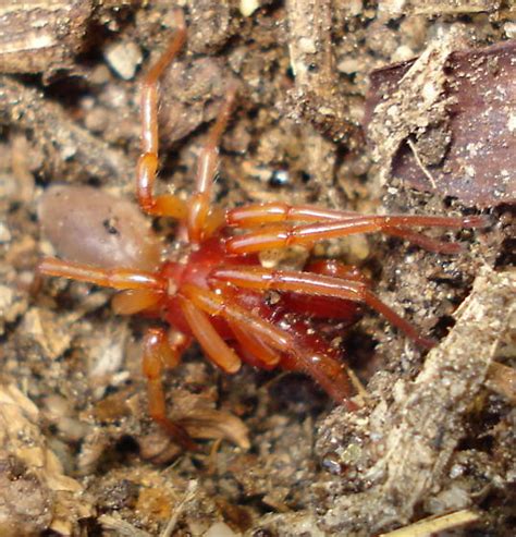 Red Legged Spider W Tan Abdomen Dysdera Crocata Bugguidenet