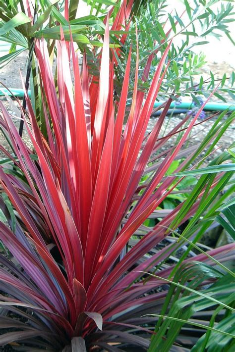 Cordyline Australis Red Star Emerges From A Planting Of Lettuce