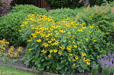 The panhandle is a rectangular area bordered by new mexico to the west and oklahoma to the north and east. Texas Perennial Garden - Top Ten Summer Perennials - Lee ...