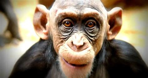 Tudo Sobre O Macaco Características Nome Científico E Fotos Mundo