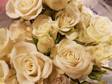 White Mini Spray Roses 100 Stems Toronto Bulk Flowers