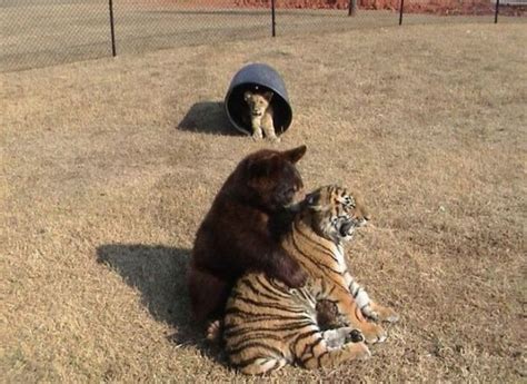 Lion Tiger And Bear Living Like Brothers 17 Pics