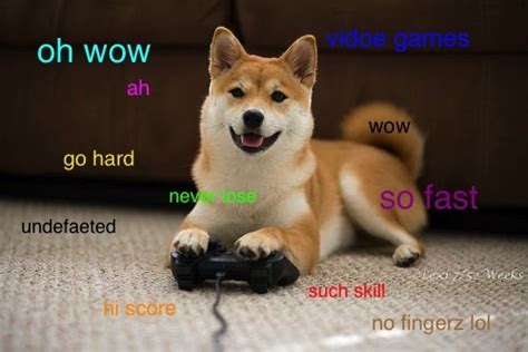 Video is return of the doge by zimonitrome. Image - 582331 | Doge | Know Your Meme