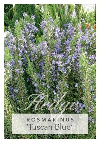 Rosmarinus Tuscan Blue Rosemary 8 Pot Hello Hello Plants