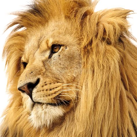 Lion Portrait Stock Photo Image Of Details Looks Hairy 16410510