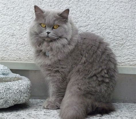 British longhair british shorthair/persian mixed cat breed information, including pictures, characteristics, and facts. 고양이 품종 브리티시 숏헤어(British Shorthair)의 모든 것 : 네이버 블로그