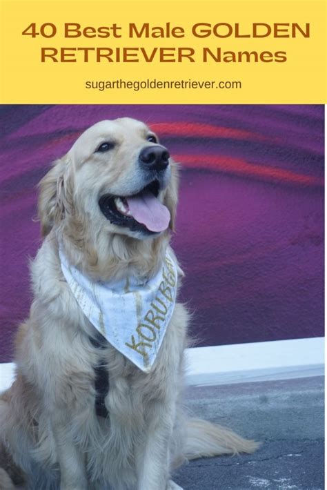 400 Of The Best Most Cutest Golden Retriever Dog Names Ever The