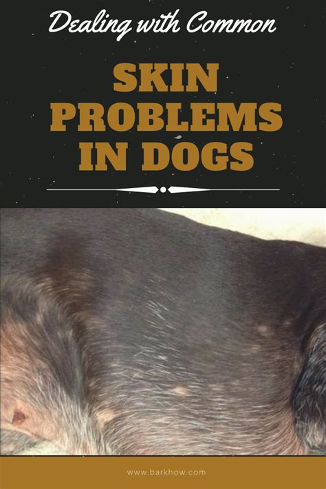Common Skin Problems In Dogs Skin Problems Dog Skin Problem Dog