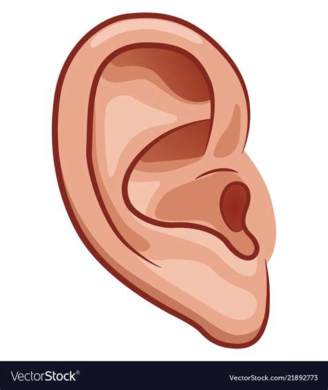 Ear On White Background Royalty Free Vector Image Body Parts