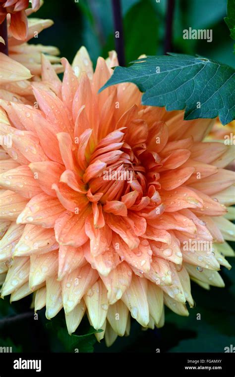 Dahlia Noordwijks Glorie Orange Dinnerplate Dahlias Flower Flowers