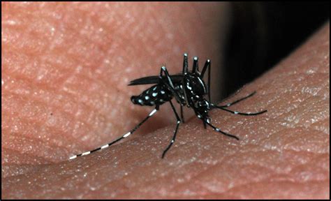 We would like to show you a description here but the site won't allow us. Aedes albopictus