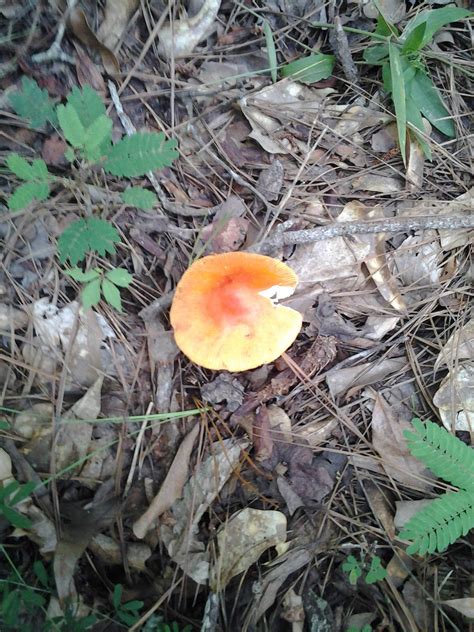 Orange Mushroom In Hampton Ga Mushroom Hunting And Identification