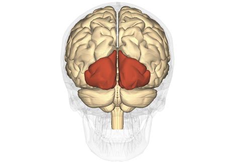 Lobul Occipital Si Cortexul Vizual Descoperă