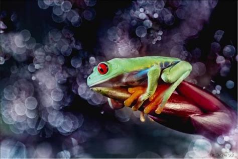Frog Photography By Wil Mijer Cuded Amazing Macro Photography