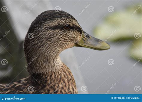 Duck With A Big Smile Stock Photo Image Of Water Bird 157932434