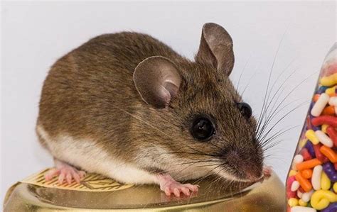 How To Tell If Its Mice In Your Home