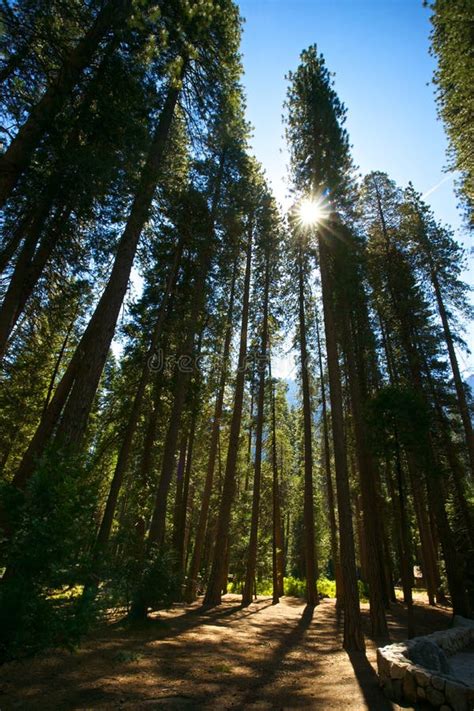 Sun Burst Through Pine Trees Stock Image Image Of Cedars Landscape