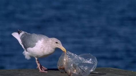 Perché Gli Uccelli Marini Ingoiano La Plastica Magazine