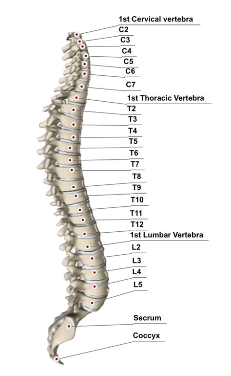 Pressure Point Therapy Thoracic Vertebrae Massage Therapy Techniques