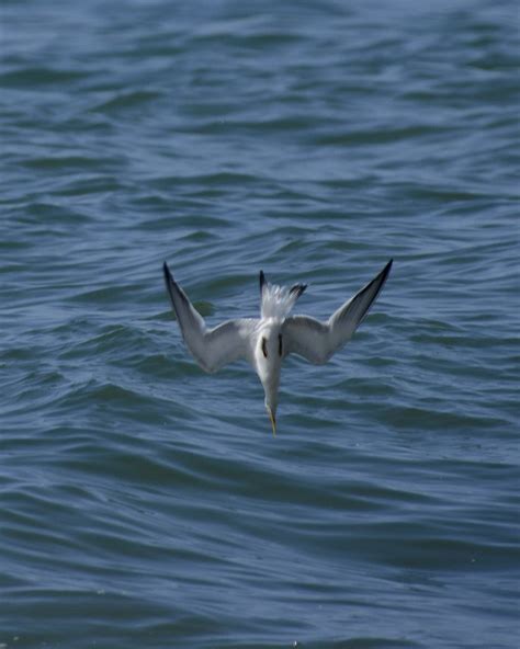 Tern Dive 664 Diving Malibu Bird Species