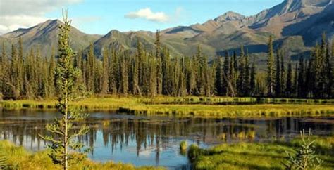 Alaskas Boreal Forest Images