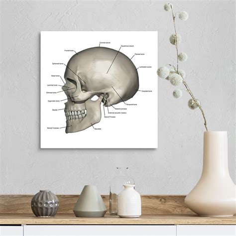 Lateral View Of Human Skull Anatomy With Annotations Wall Art Canvas