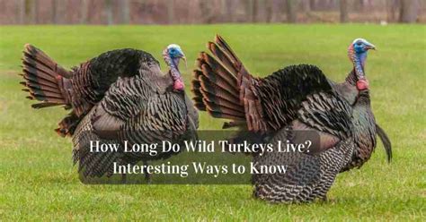 interesting ways to know how long do wild turkeys live