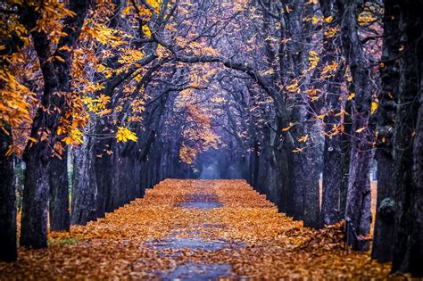 Autumn Colorful Road Colors Walk Path Trees Fall Nature Forest Park Autumn Splendor