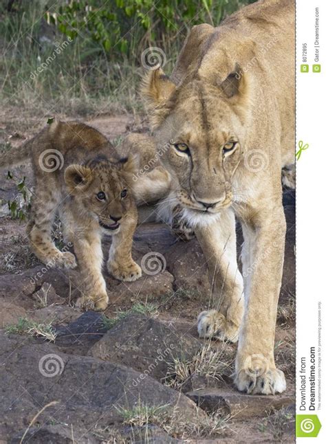 African Lioness With Cub Royalty Free Stock Photo Image