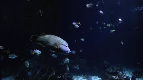 Ocean Conservation Trust Research Find Aquariums Deliver Health And