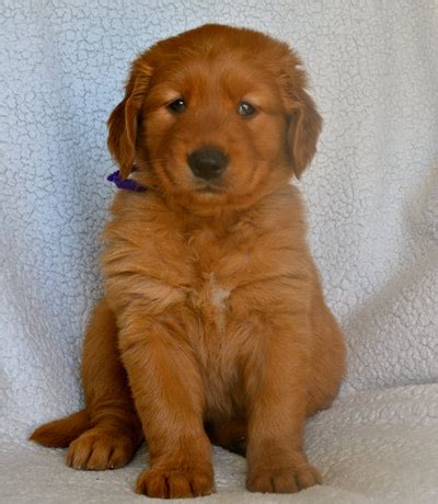 They will still offer you all of the love and affection of a. 77+ Red Golden Retriever Puppies Nc - l2sanpiero