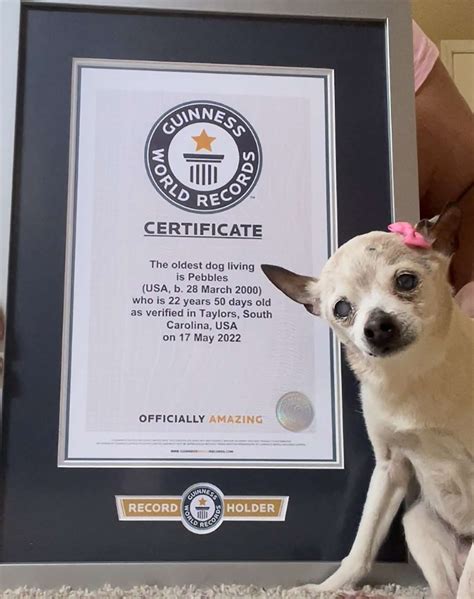 22 Year Old Pebbles Named Oldest Living Dog By Guinness World Records