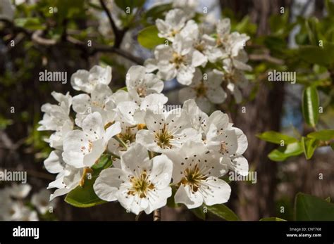 Many White Flowers Of Crabapple Tree Malus Stock Photo Alamy
