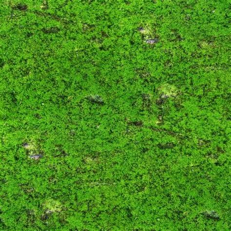 Seamless Moss Texture