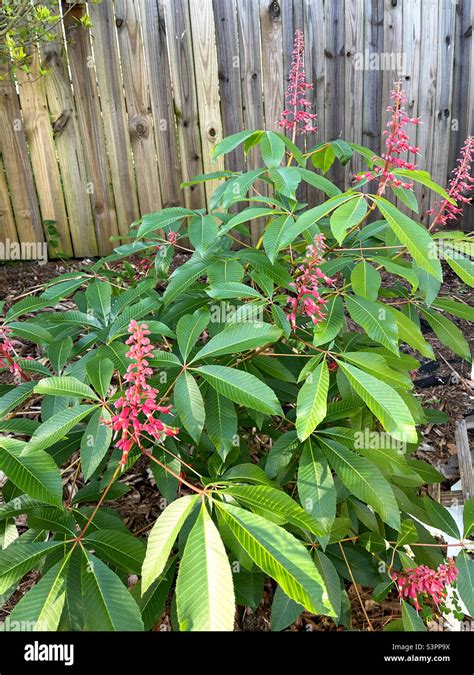 Red Horse Chestnut Tree Growing In A Backyard Garden Stock Photo Alamy