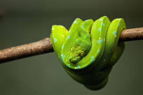 Imagen Gratis Pitón Reptil Serpiente Fauna Animal