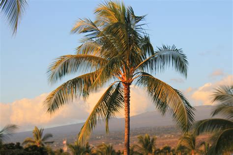 Hawaii Palm Tree Hawaii Pictures