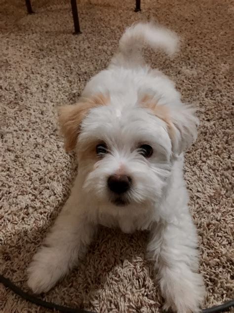 Maltipoo information including pictures, training, behavior, and care of maltipoos and dog breed mixes. Maltipoo Puppies For Sale | Washington Township, MI #322359