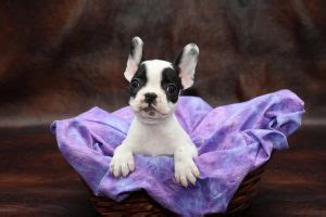 Do you have 3 123 092 просмотра • 13 июл. French Bulldog Puppies for Sale - Petland Iowa City