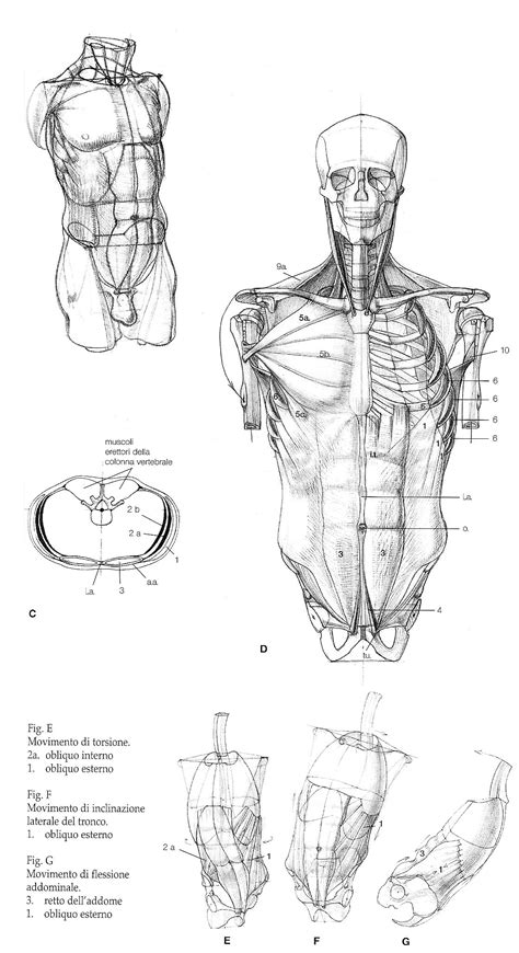 Pin By Timur Mutsaev On Human Anatomy Human Anatomy Drawing Human