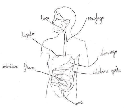 Arriba Imagen Dibujo Del Sistema Digestivo Y Sus Partes Mirada Tensa