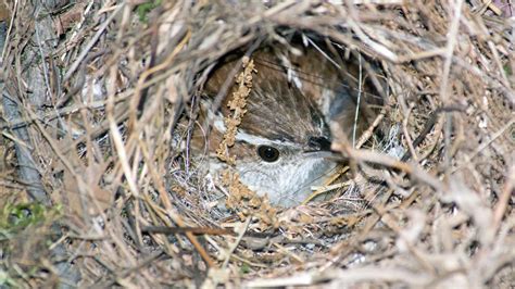 Nesting Habits Of Wrens Timing Selection And Breeding Behavior