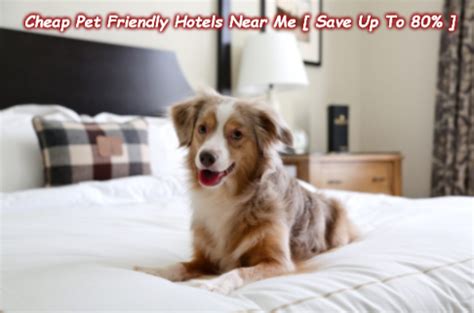 When we discuss pet friendly in the context of renting apartments, we're specifically talking about cats and dogs only. Pets Friendly Hotel Near Me