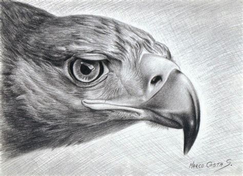 Aguila Aguila Dibujo Animales Dibujados A Lapiz Aguila