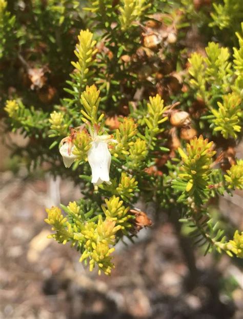 Deze erica winterheide darleyensis is losser in groeiwijze dan een carnea.combinaties maken: Erica glomiflora - Heide, Heath erica | Stellenbosch ...
